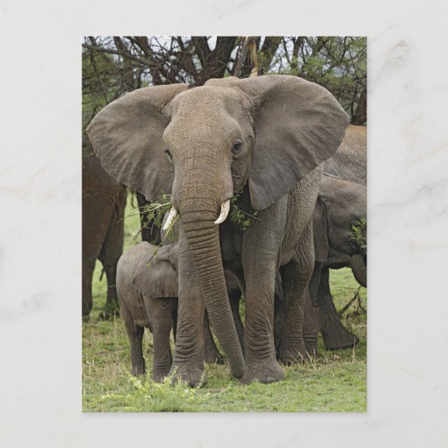 Afrikansk elefant | Flock Vykort (Framsida)