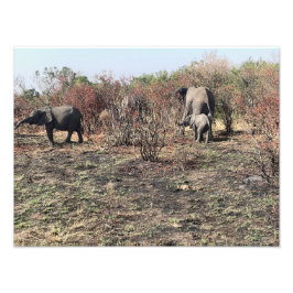 Afrikansk Elefant Fotoram Fototryck