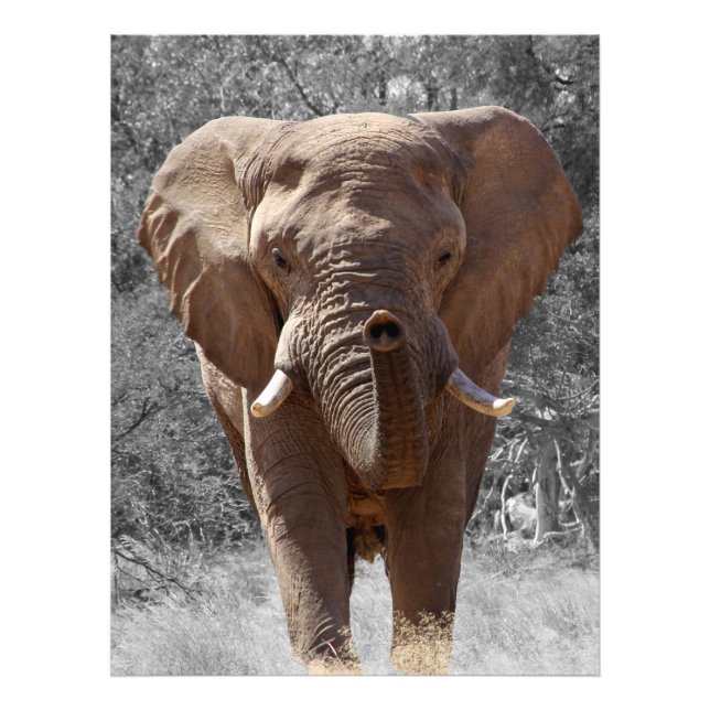 Afrikansk elefant fototryck (Framsidan)