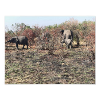 Afrikansk elefant fototryck