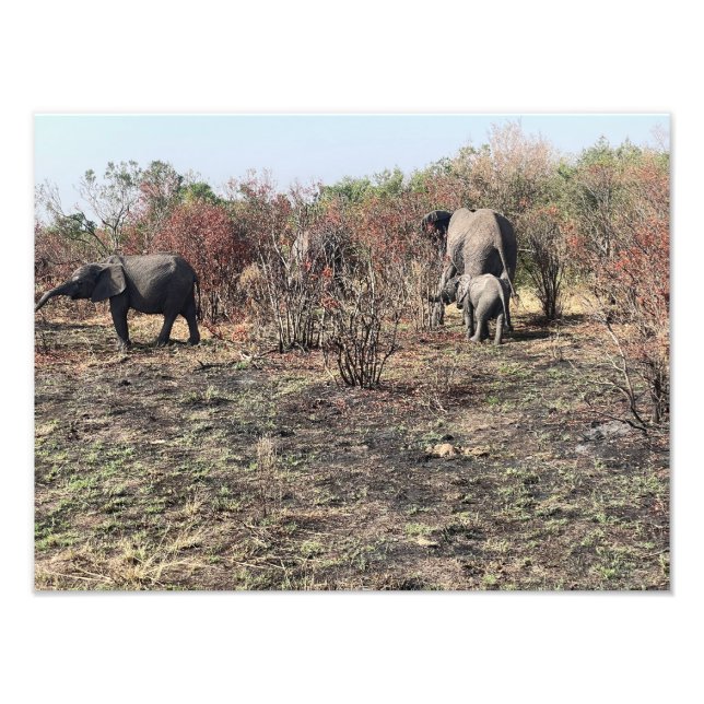 Afrikansk elefant fototryck (Framsidan)