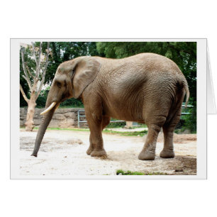 Afrikansk elefant hälsningskort