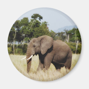 Afrikansk elefant i masaien Mara, Kenya magnet