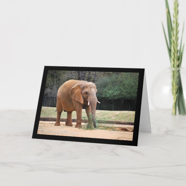 Afrikansk elefant i park kort (Framsida)