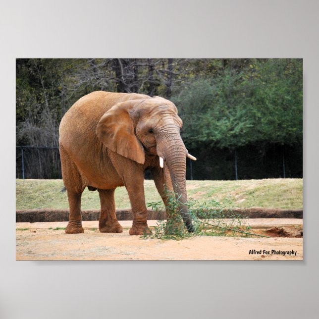 Afrikansk elefant i park poster (Framsidan)