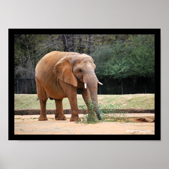 Afrikansk elefant i park poster (Framsidan)