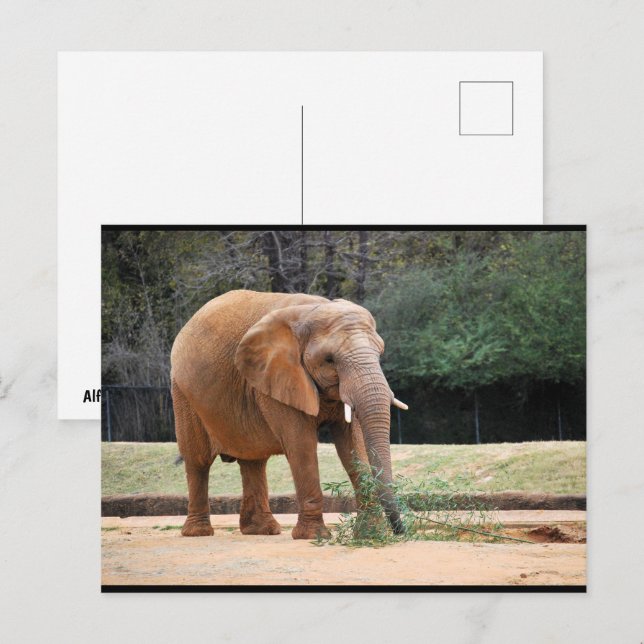 Afrikansk elefant i park vykort (Fram/baksida)