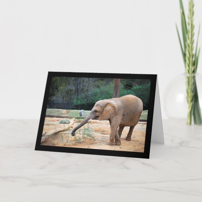 Afrikansk elefant i parkporträtt kort (Framsida)