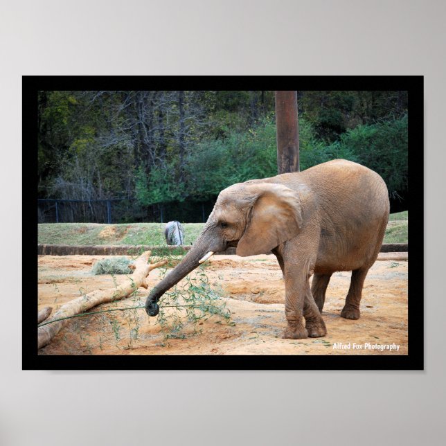 Afrikansk elefant i parkporträtt poster (Framsidan)