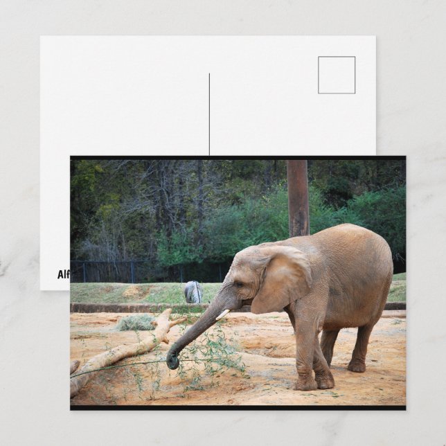 Afrikansk elefant i parkporträtt vykort (Fram/baksida)