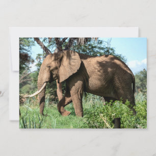 Afrikansk elefant i Safari