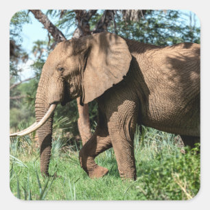 Afrikansk elefant i Safari Fyrkantigt Klistermärke