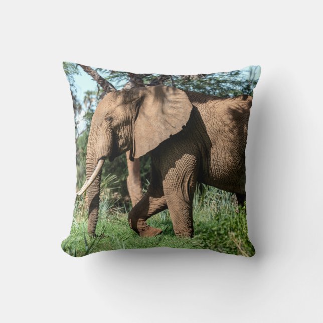 Afrikansk elefant i Safari Kudde (Framsida)