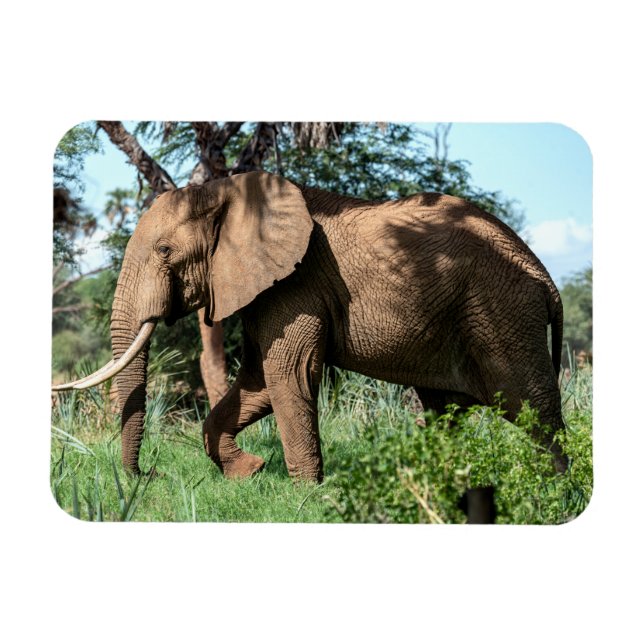 Afrikansk elefant i Safari Magnet (Horisontell)