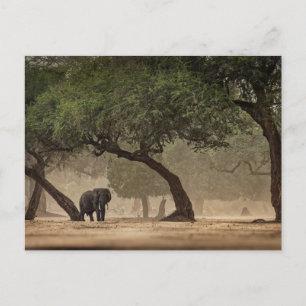 Afrikansk elefant i skogen, Zimbabwe Vykort