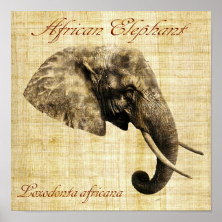 Afrikansk elefant (ingen ram) poster