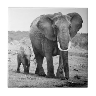 Afrikansk elefant & kalvar Kenya, afrika Kakelplatta