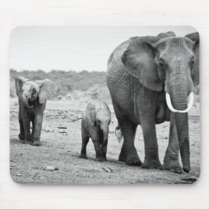 Afrikansk elefant & kalvar Kenya, afrika Musmatta