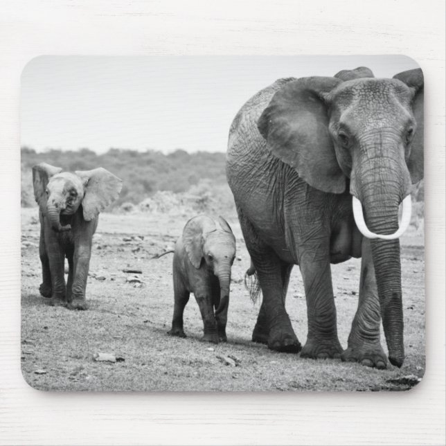 Afrikansk elefant & kalvar | Kenya, afrika Musmatta (Framsidan)