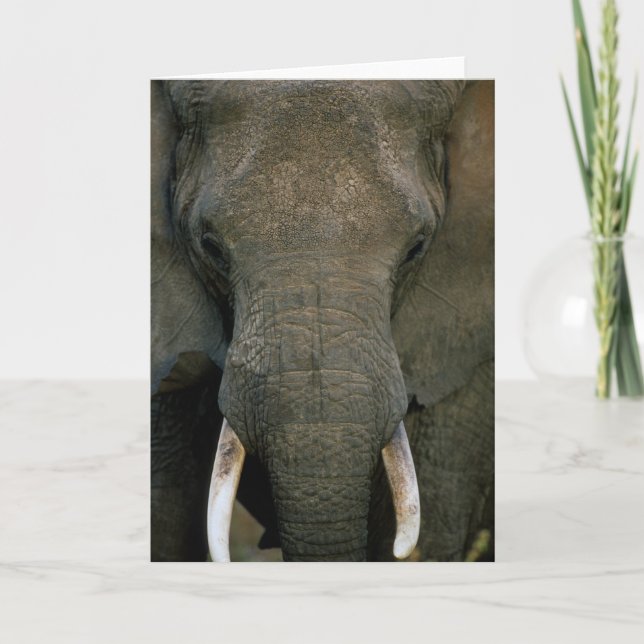 Afrikansk elefant kort (Framsida)