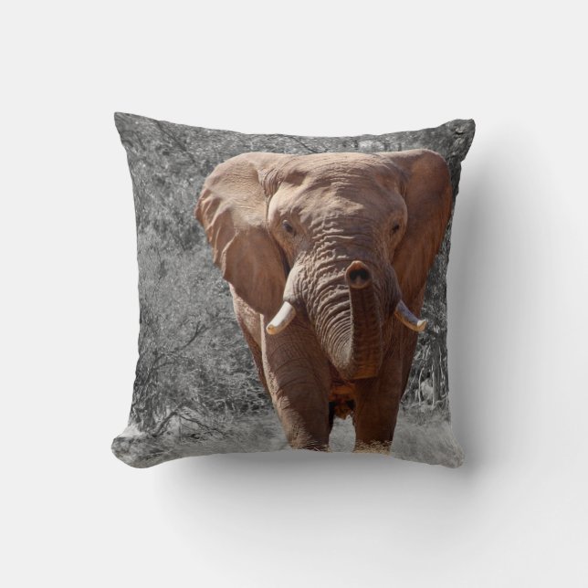 Afrikansk elefant kudde (Framsida)