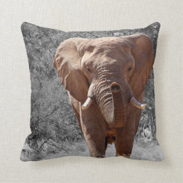 Afrikansk Elefant Kudde