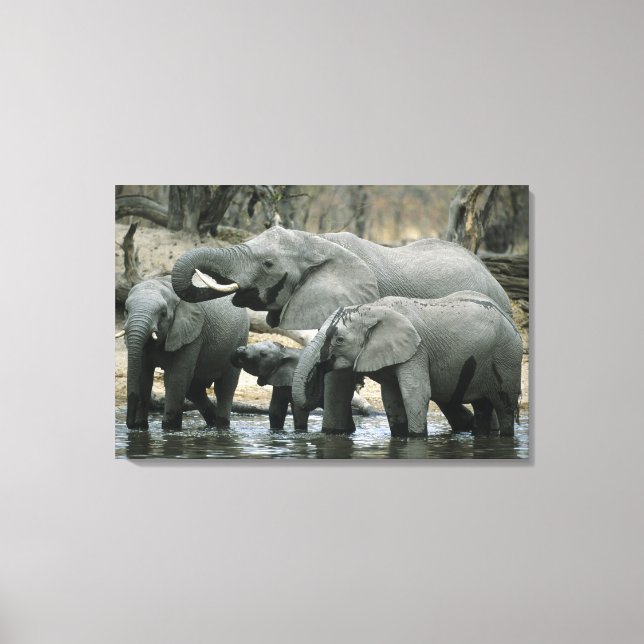 Afrikansk elefant, (Loxodonta africana), dricker Canvastryck (Framsida)