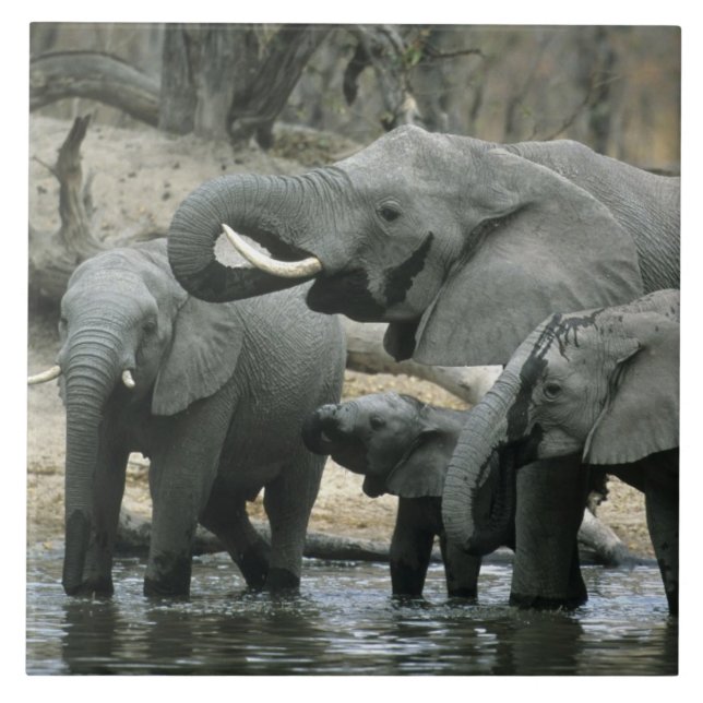 Afrikansk elefant, (Loxodonta africana), dricker Kakelplatta (Framsidan)