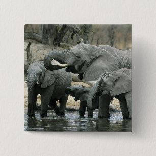 Afrikansk elefant, (Loxodonta africana), dricker Knapp