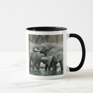 Afrikansk elefant, (Loxodonta africana), dricker Mugg