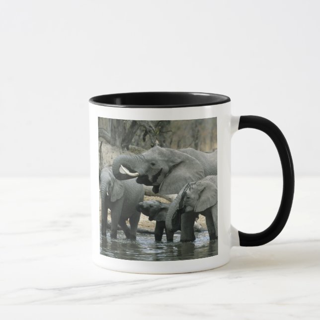 Afrikansk elefant, (Loxodonta africana), dricker Mugg (Höger)