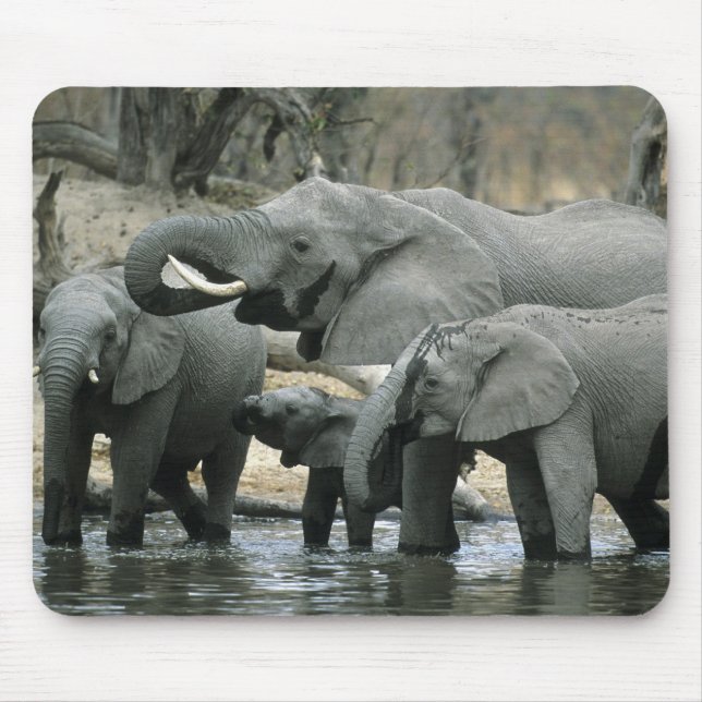 Afrikansk elefant, (Loxodonta africana), dricker Musmatta (Framsidan)