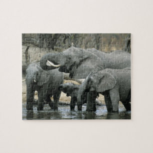 Afrikansk elefant, (Loxodonta africana), dricker Pussel