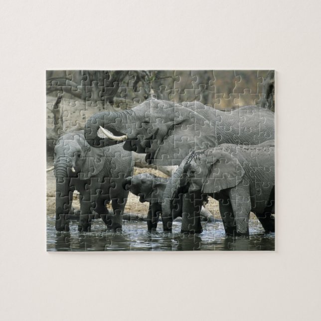 Afrikansk elefant, (Loxodonta africana), dricker Pussel (Horisontell)