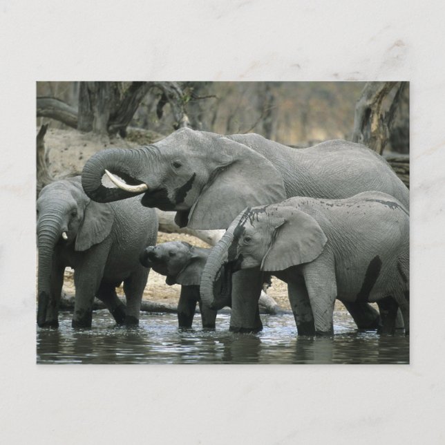 Afrikansk elefant, (Loxodonta africana), dricker Vykort (Framsida)