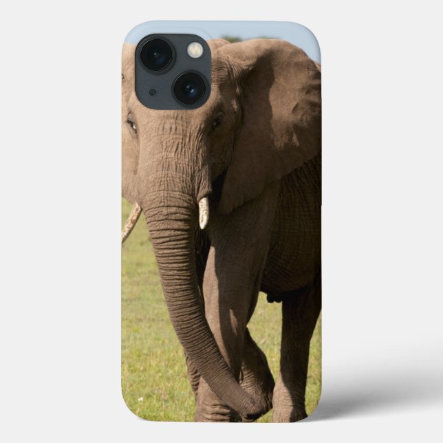 Afrikansk Elefant (Loxodonta Africana), Maasai (Baksida)