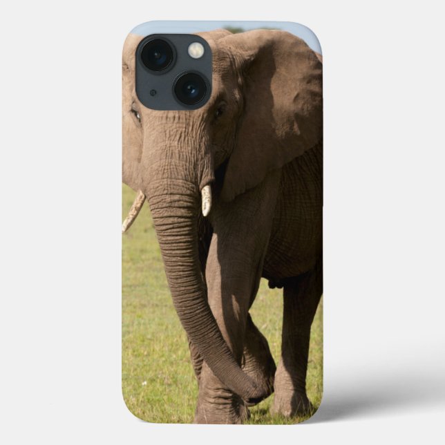 Afrikansk elefant (Loxodonta Africana), Maasai (Baksida)