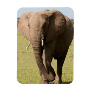 Afrikansk elefant (Loxodonta Africana), Maasai Magnet