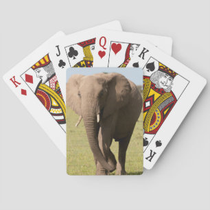 Afrikansk elefant (Loxodonta Africana), Maasai Spel Kort