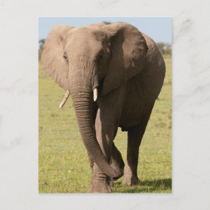 Afrikansk elefant (Loxodonta Africana), Maasai Vykort