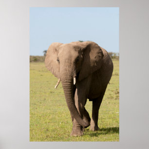 Afrikansk elefant (loxodontaen Africana), Maasai Poster