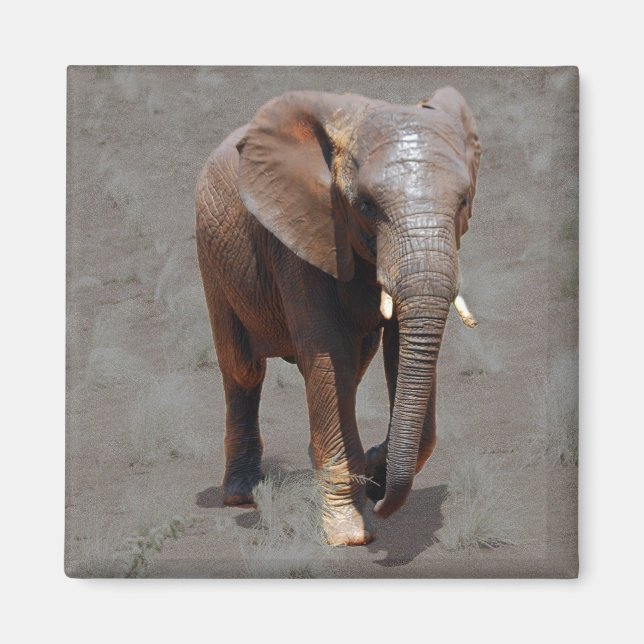 Afrikansk elefant magnet (Framsidan)