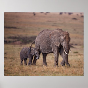 Afrikansk elefant med Baby Poster