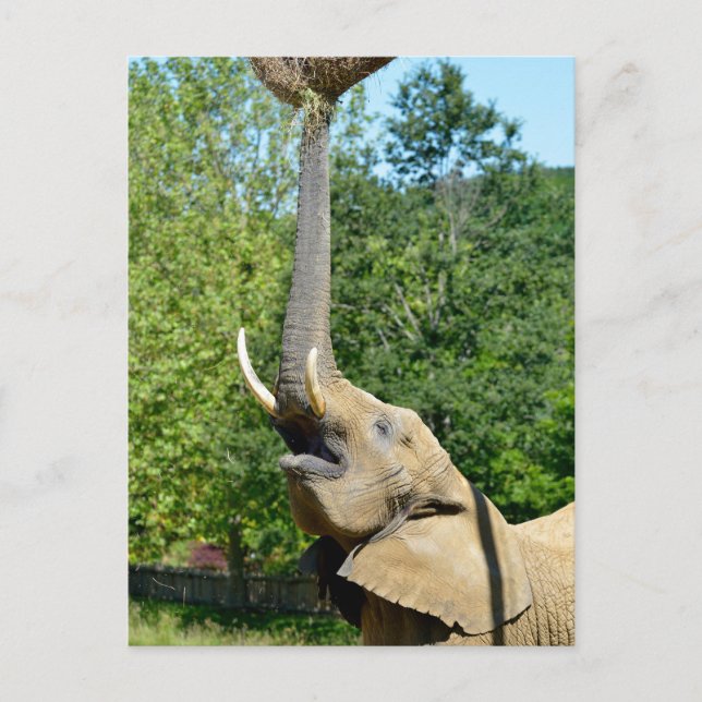 Afrikansk elefant med skräp helg vykort (Framsida)