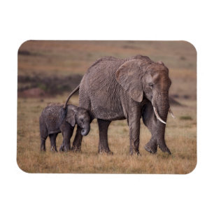 Afrikansk elefant med unge magnet