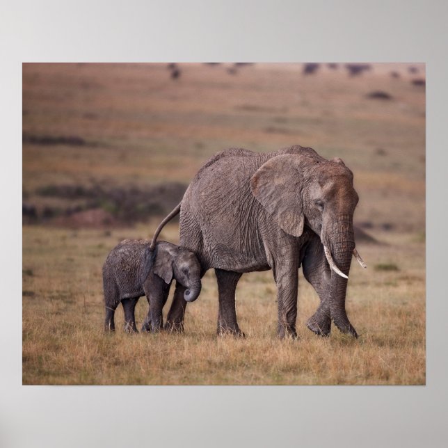 Afrikansk elefant med unge poster (Framsidan)