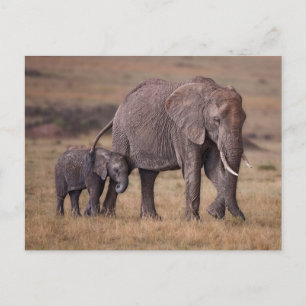 Afrikansk elefant med unge vykort