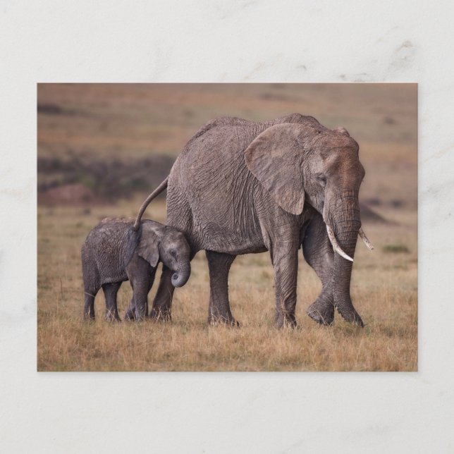 Afrikansk elefant med unge vykort (Framsida)