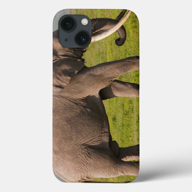 Afrikansk elefant, Ngorongoro naturvårdsområde (Baksida)