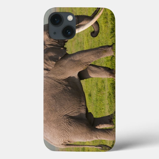 Afrikansk elefant, Ngorongoro naturvårdsområde (Baksida)